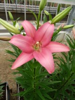 [5056 Merlet No02.JPG]